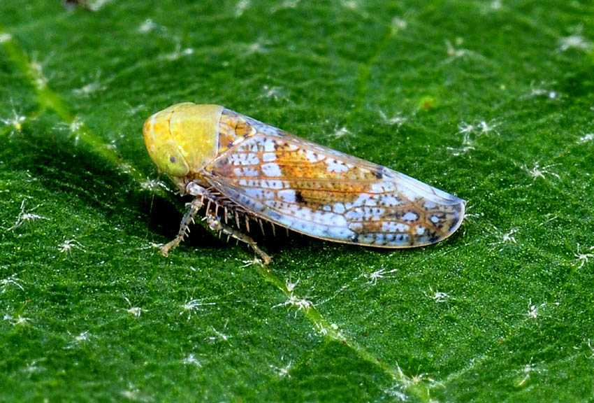 Cicadelidae da det.